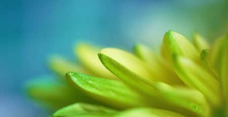 Succulent i ljusgrönt och gult mot blå bakgrund.